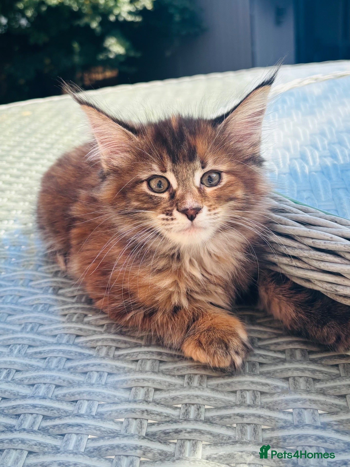 Maine Coon cats Beautiful Maine coon kittens  - Advert 1