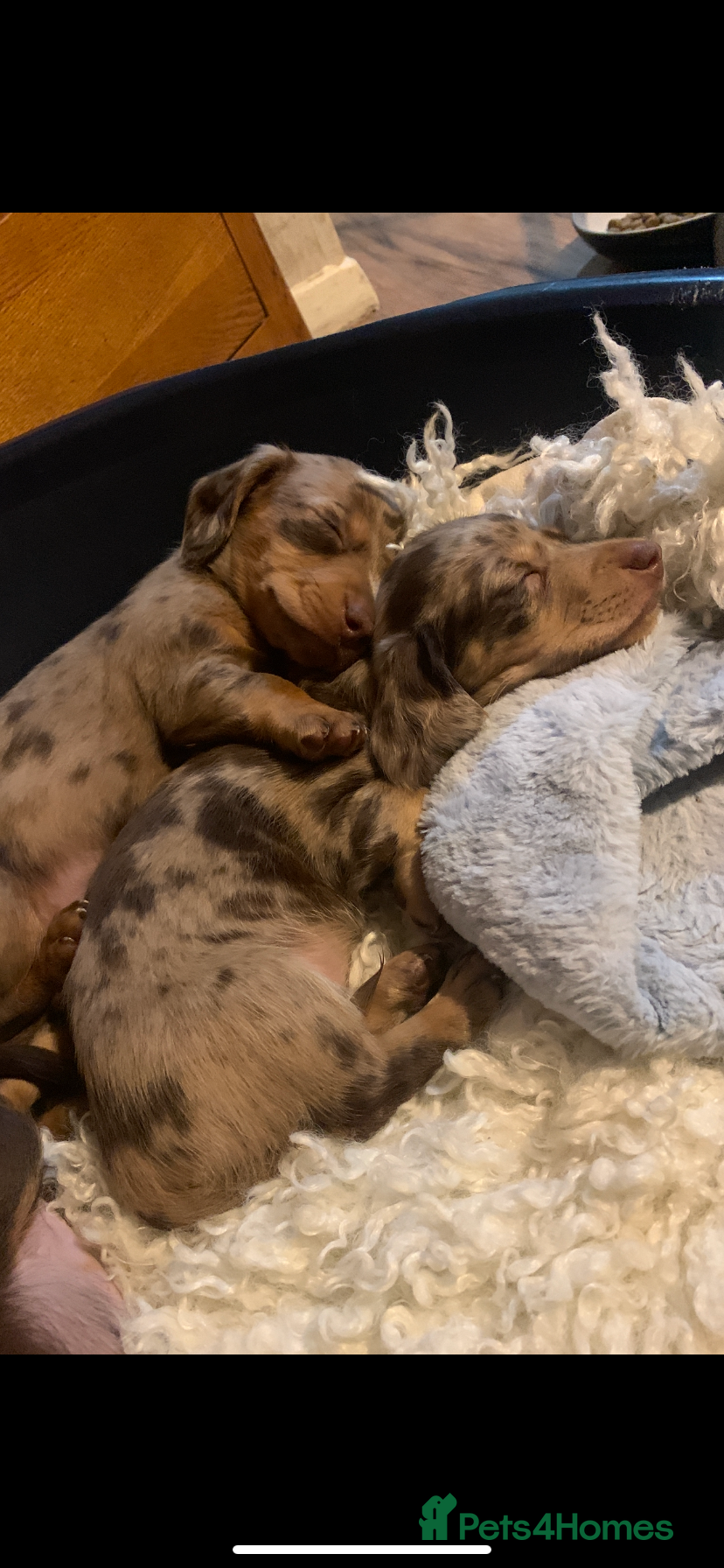 Dachshund dogs Miniature dachshund puppies 3 BOYS  - Advert 5