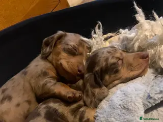 Dachshund dogs Miniature dachshund puppies 3 BOYS - Advert 5