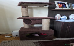Persian cats for sale: White Persian Chinchilla ( OPAL ) - Image 2