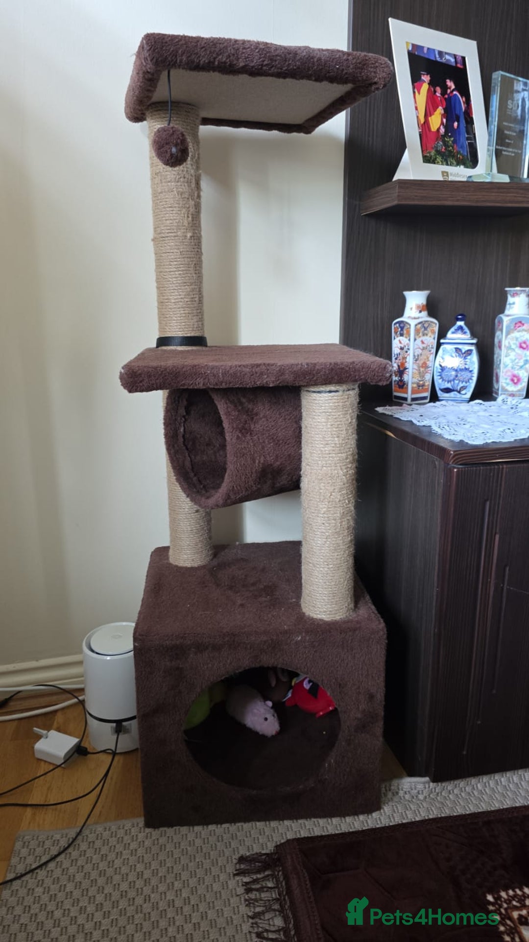 Persian cats for sale: White Persian Chinchilla ( OPAL ) - Image 2