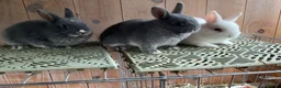 Netherland Dwarf rabbits for sale: Baby Netherland dwarf rabbits - Advert 4