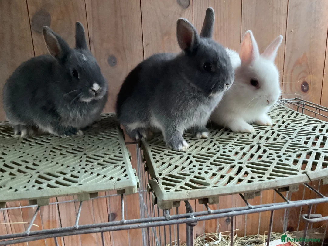 Netherland Dwarf rabbits for sale: Baby Netherland dwarf rabbits - Advert 4