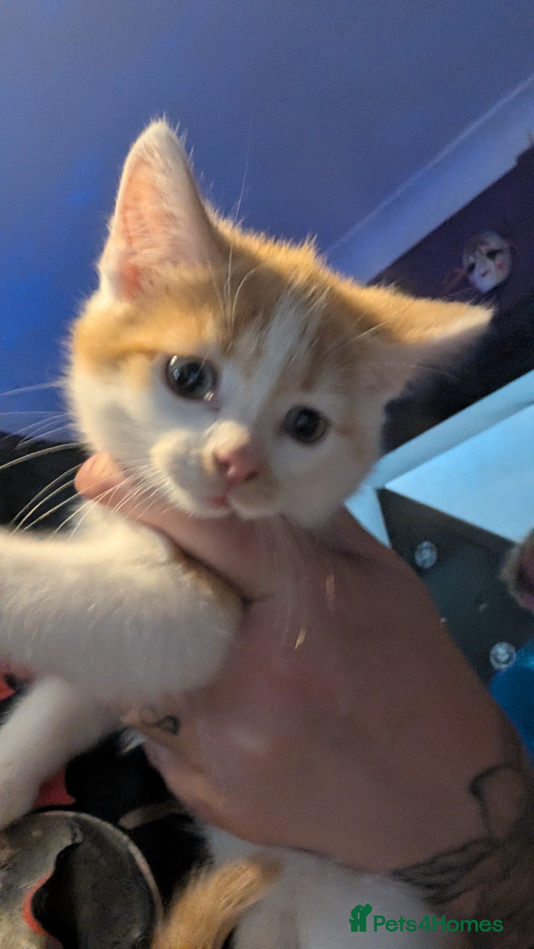 Mixed Breed cats for sale: Beautiful fluffy kittens dads part maincoon  - Image 14