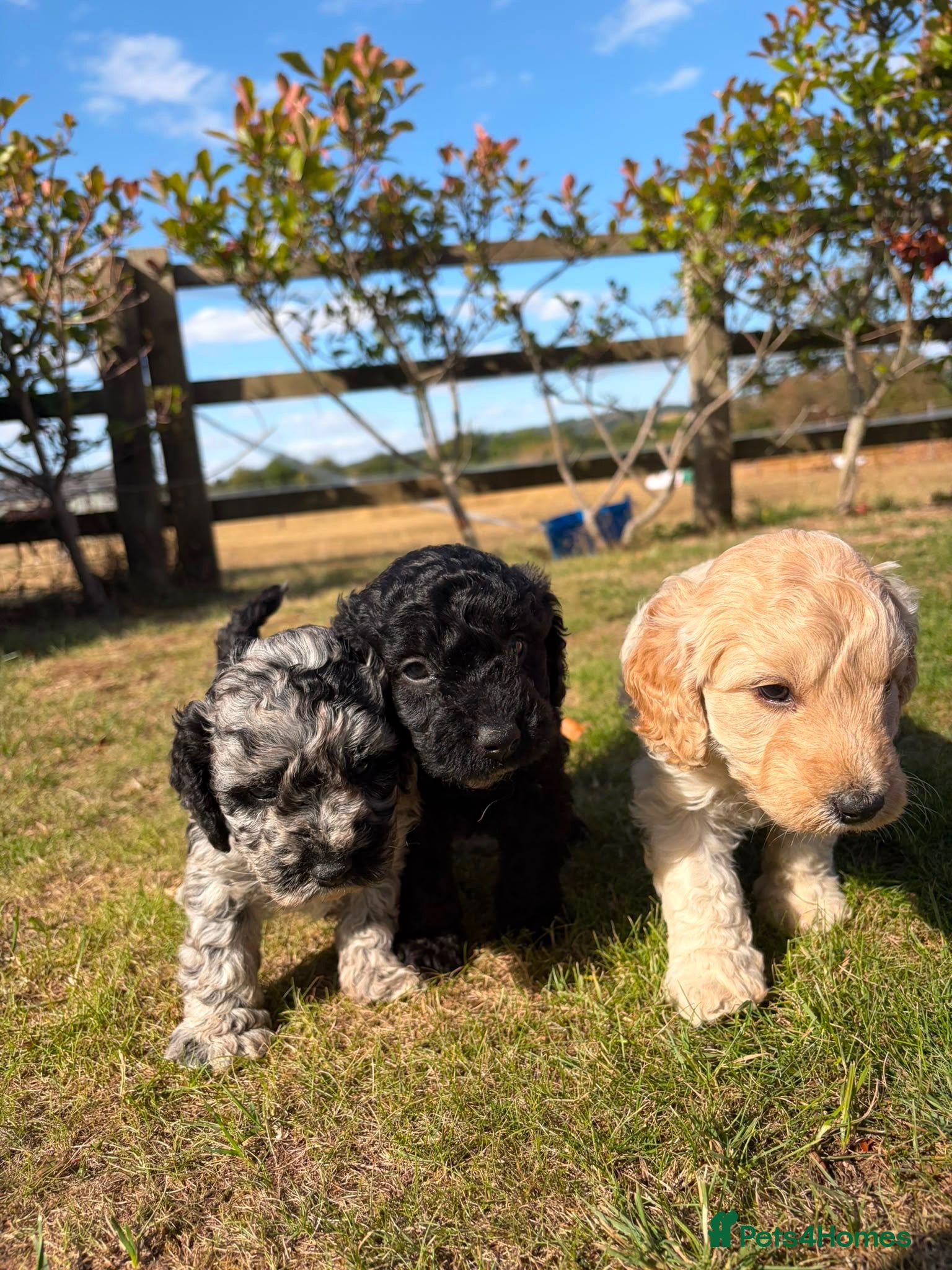 Cockapoo dogs F1b cockapoo pups 2 boys 1 girl  - Advert 2