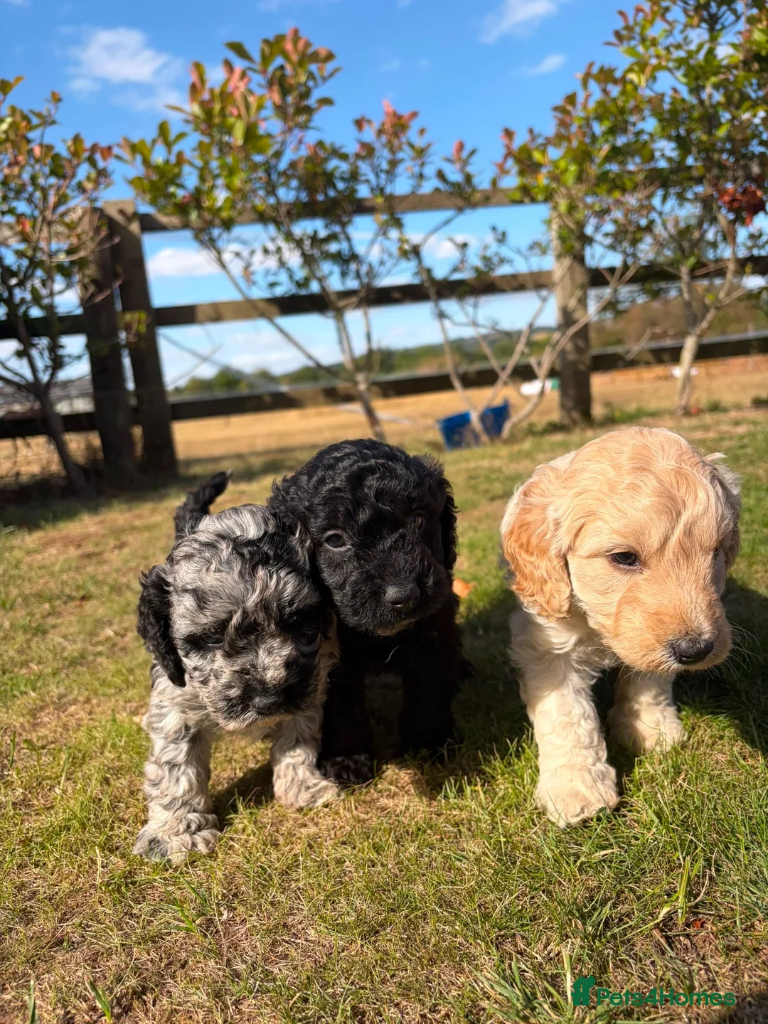 Cockapoo dogs for sale: F1b cockapoo pups 2 boys 1 girl  - Advert 2