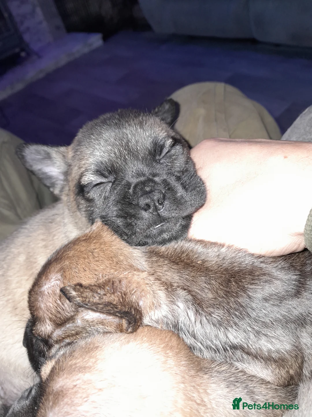Mixed Breed dogs for sale: French bulldog x - Advert 21