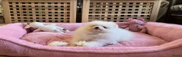 Pomeranian dogs for sale: Tiny White snow Pomeranian Puppies  - Advert 14