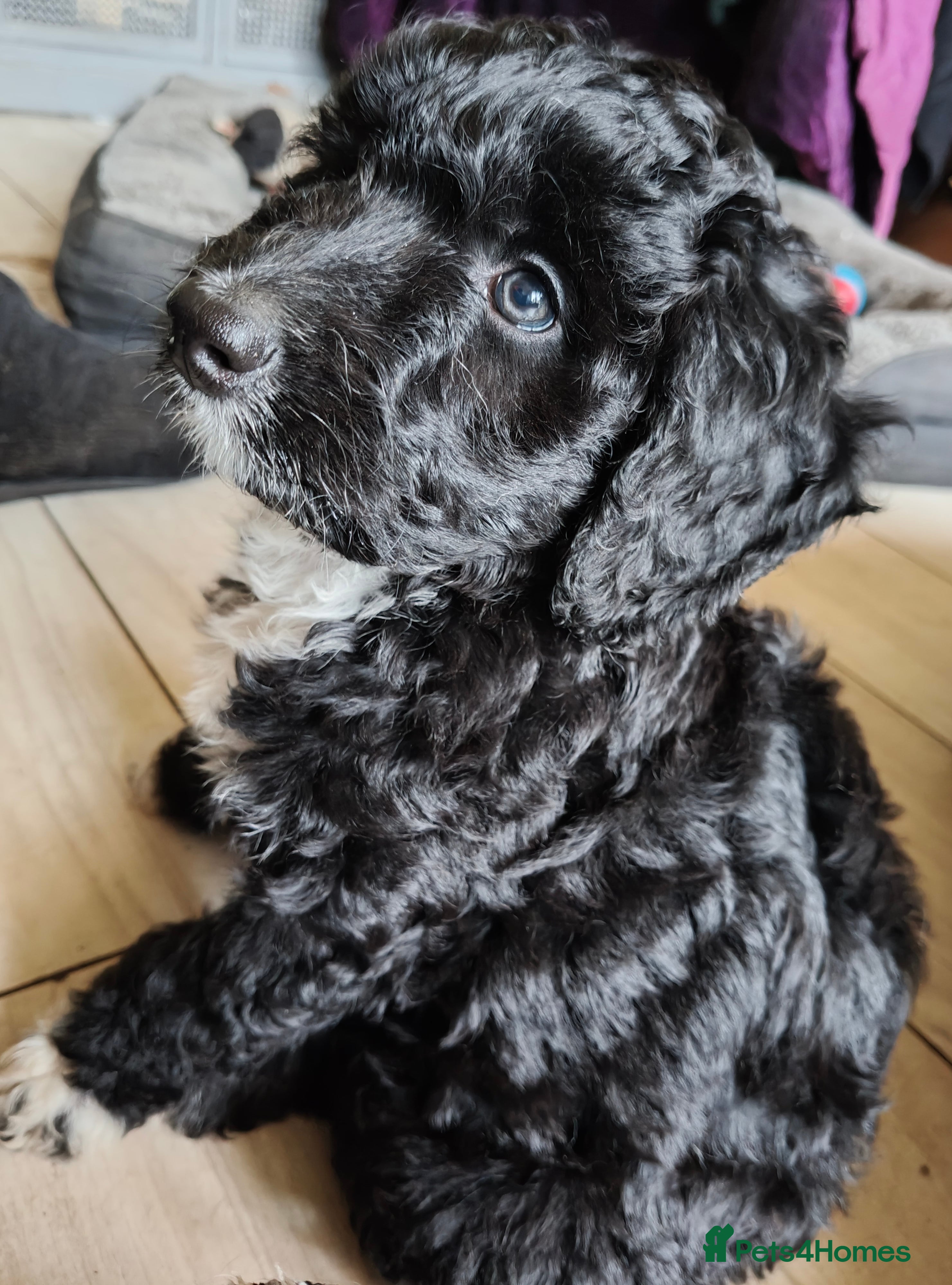 Bordoodle dogs Last Intelligent Bordoodle Girl - Advert 1