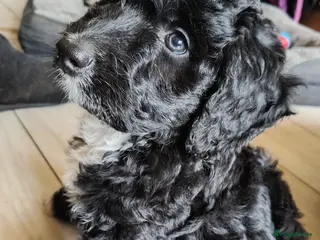 Bordoodle dogs Last Intelligent Bordoodle Girl - Advert 2