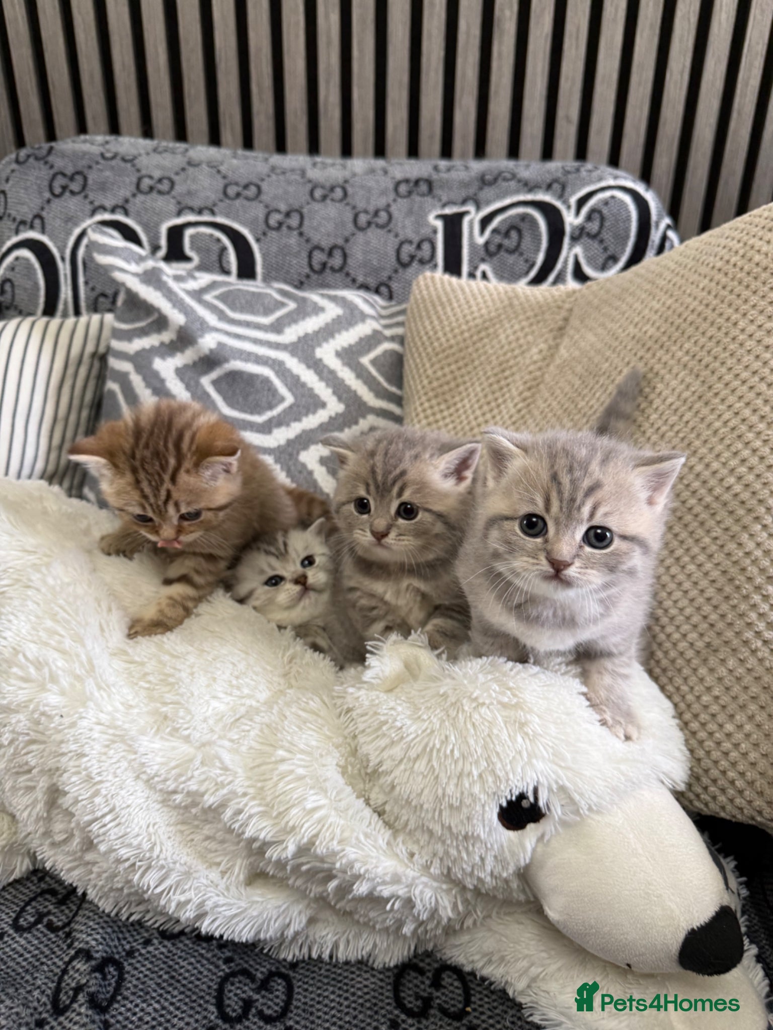 British Shorthair cats BSH kittens - Advert 1