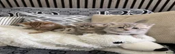 British Shorthair cats for sale: Last 2 kitten available  - Advert 7