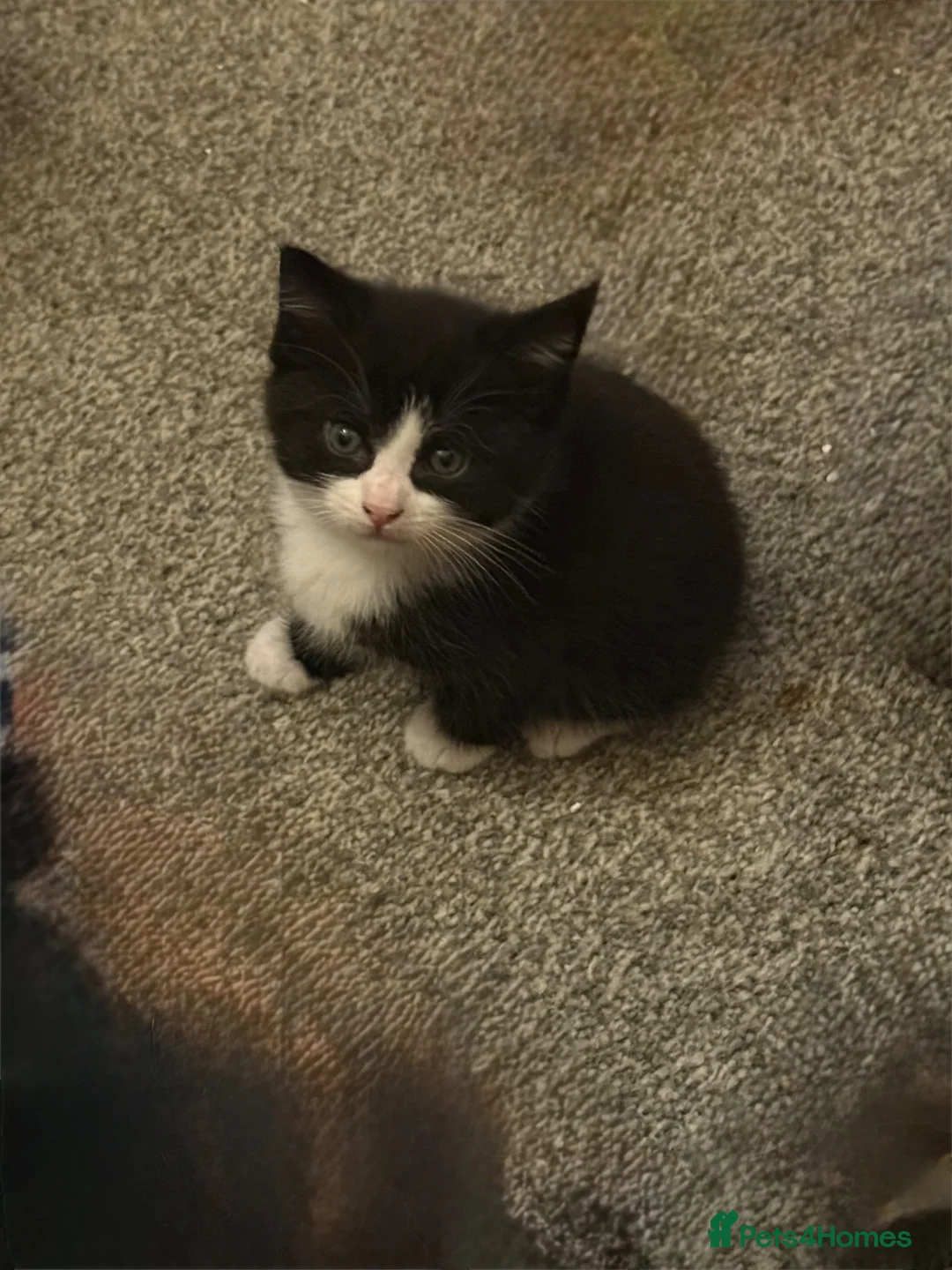 Mixed Breed cats for sale: 1/2 Maine coon kittens x5  - Advert 2