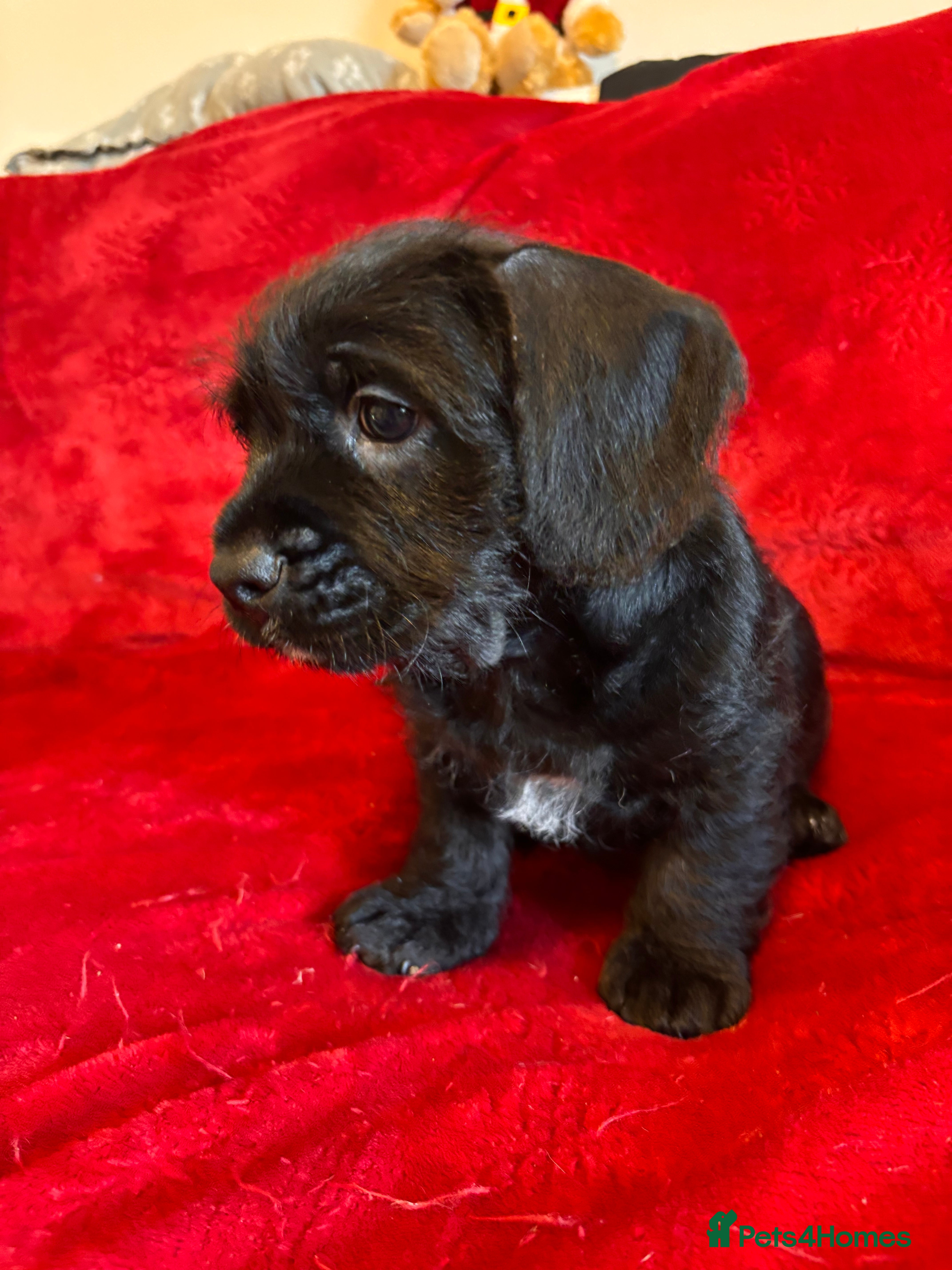 Mixed Breed dogs 💚❤️ READY TO LEAVE NOW ❤️💚 - Advert 5