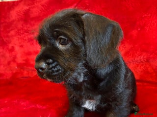 Mixed Breed dogs 💚❤️ READY TO LEAVE NOW ❤️💚 - Advert 15