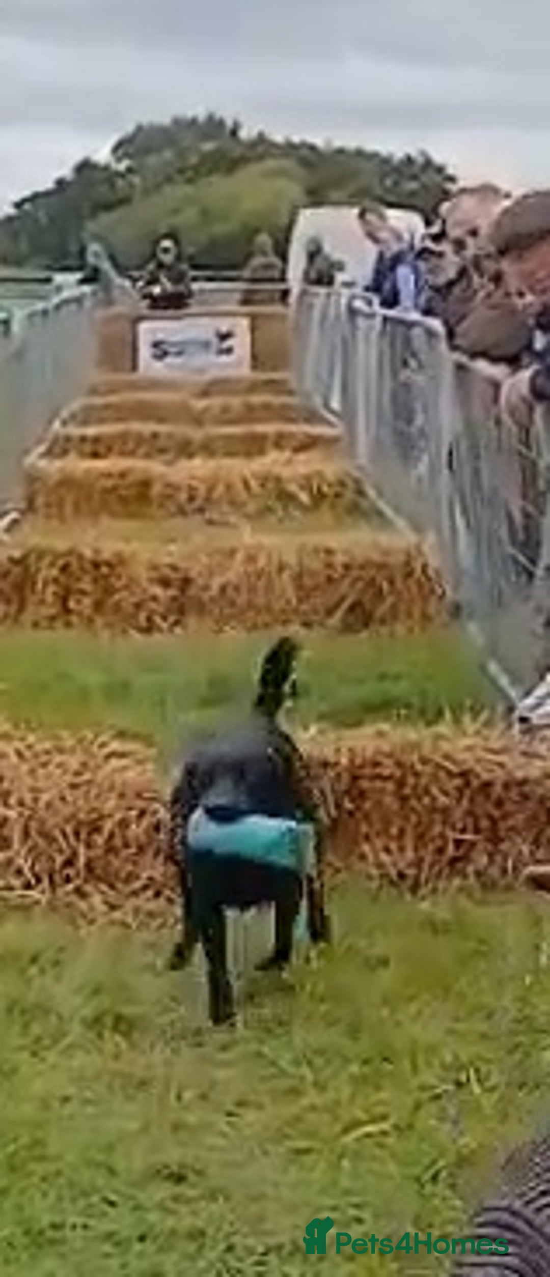 Labrador Retriever dogs for stud: KC Registered working Lab Stud – Proven – Smokie - Advert 20