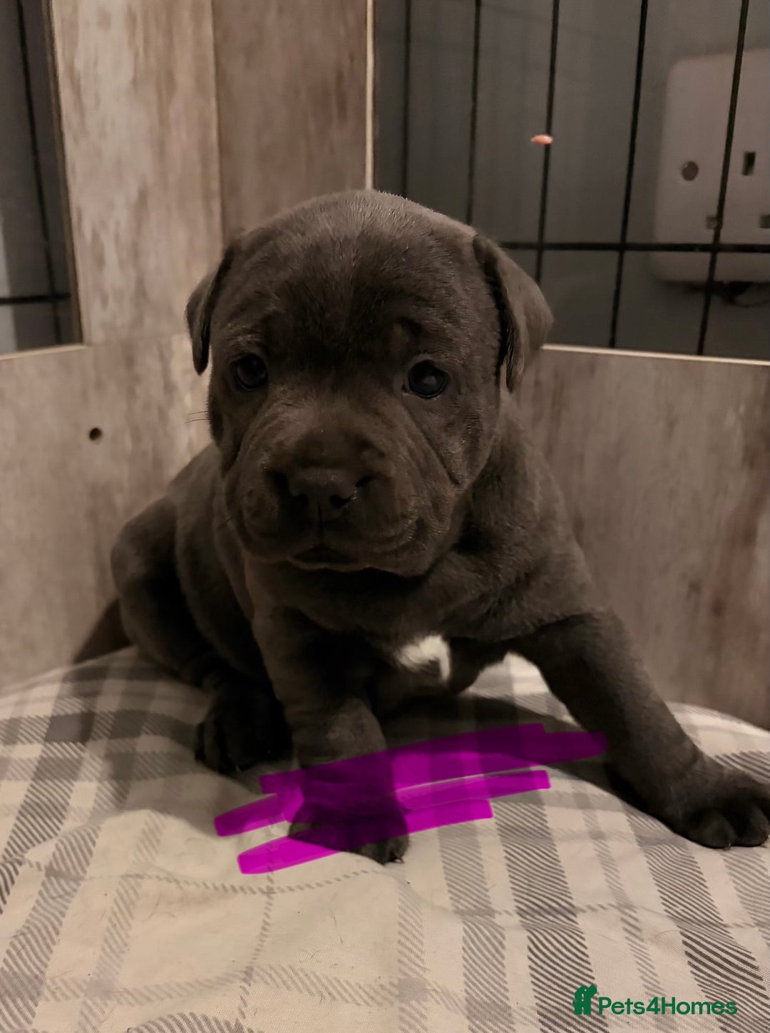 Staffordshire Bull Terrier dogs for sale: Blue Staffordshire bull terriers  - Advert 7