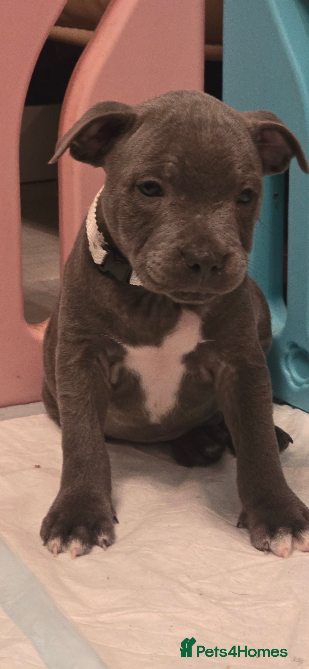 Staffordshire Bull Terrier dogs for sale: BEAUTYFULL BLUE STAFFY PUPPIES 💙 READY TO LEAVE - Image 4