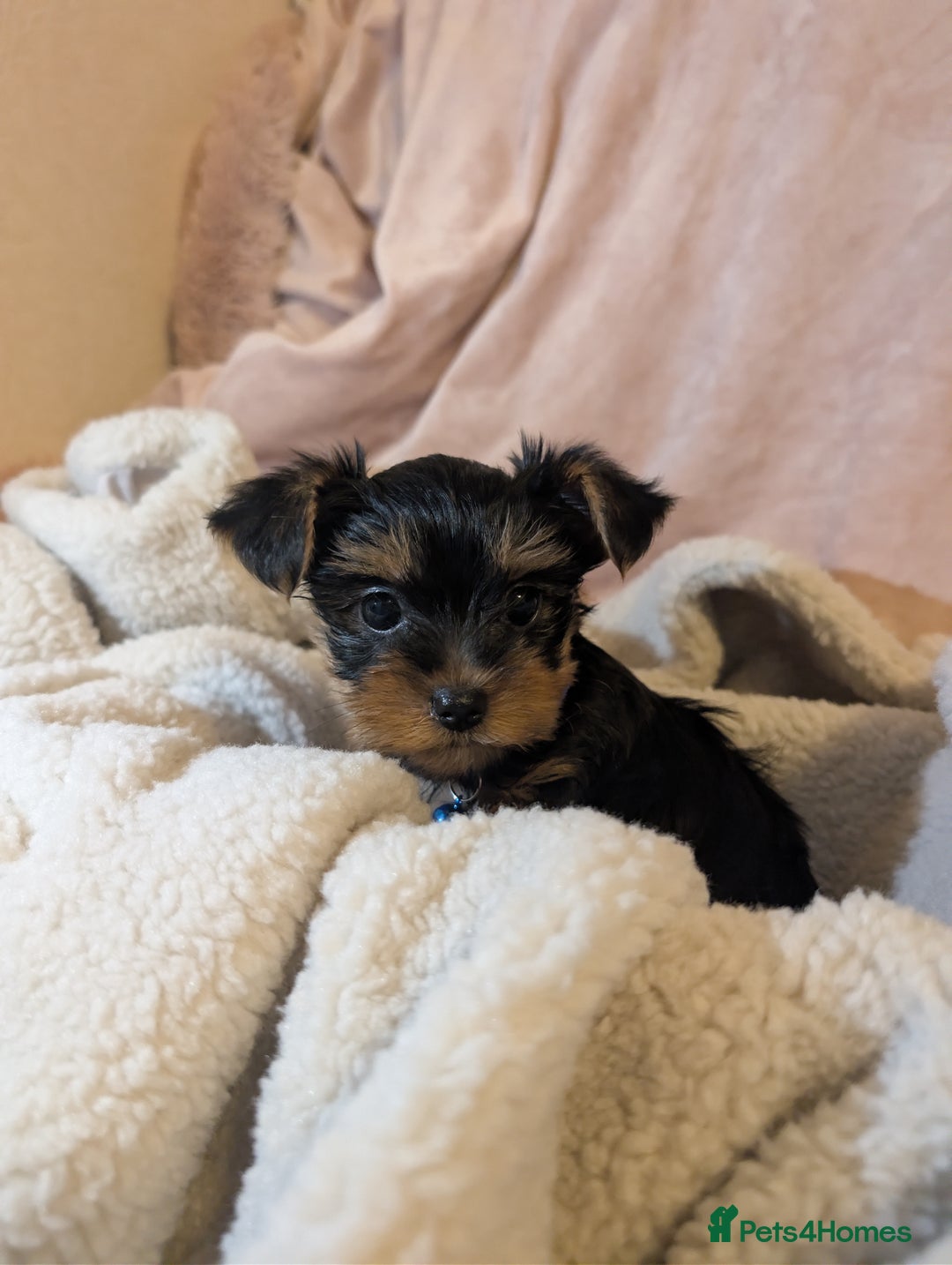 Yorkshire Terrier dogs for sale: Yorkshire Terriers ready for new home  - Advert 7