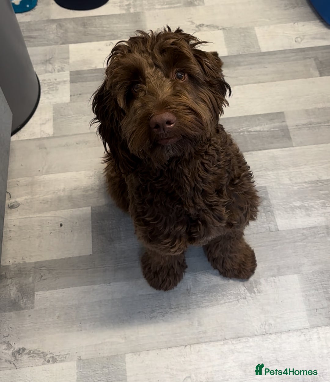 Cockapoo dogs for stud: F1 Chocolate Cockapoo Stud - Image 1