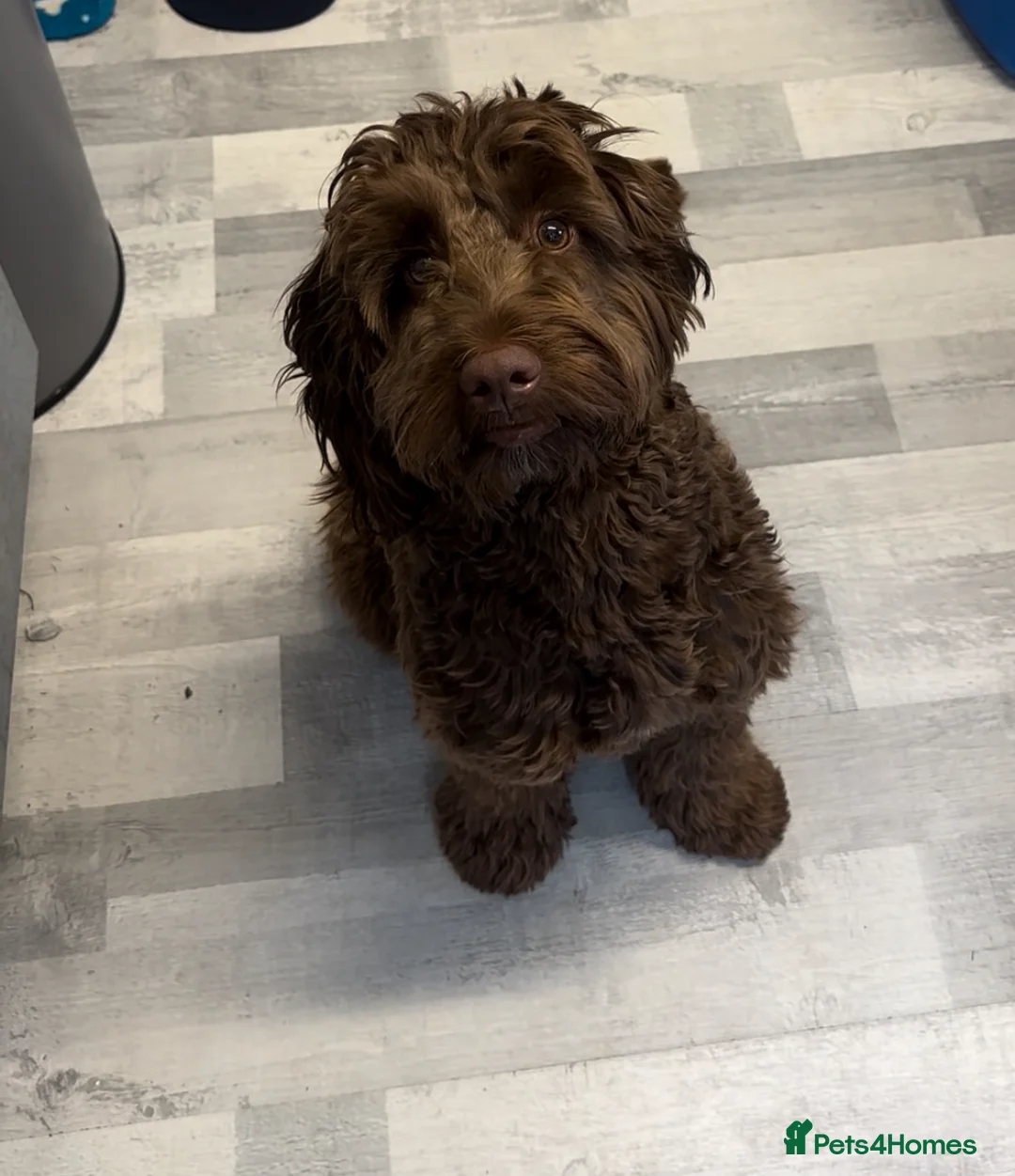 Cockapoo dogs for stud: F1 Chocolate Cockapoo Stud - Advert 1