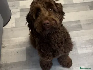 Cockapoo dogs F1 Chocolate Cockapoo Stud - Advert 5