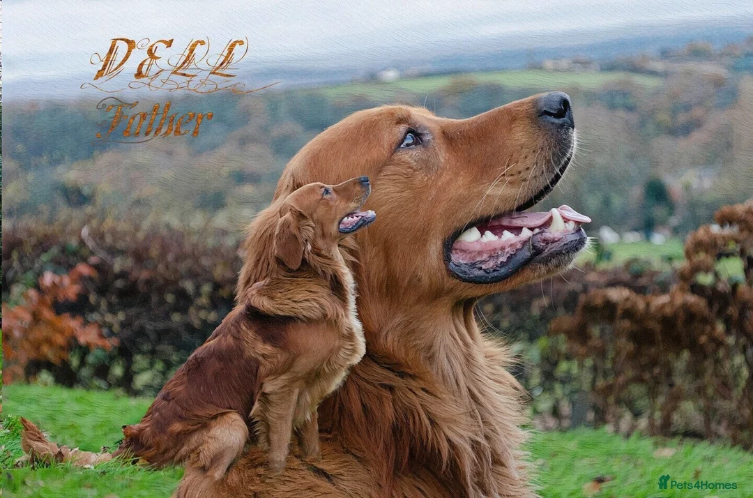 Golden Retriever dogs for sale: GOLDEN RETREVER PUPPIES - Advert 2
