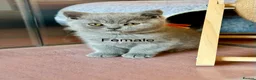 British Shorthair cats for sale: British Shorthair kittens open for reservations  - Advert 12