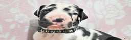 Great Dane dogs for stud: Great Dane for Stud in Bathgate - Advert 15