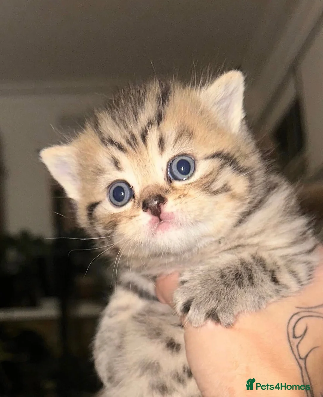 British Shorthair cats for sale: Adorable golden spotted British shorthair kitten - Advert 2