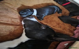 Mixed Breed dogs for sale: Beautiful Collie x K.C Staffy Pups  - Image 13