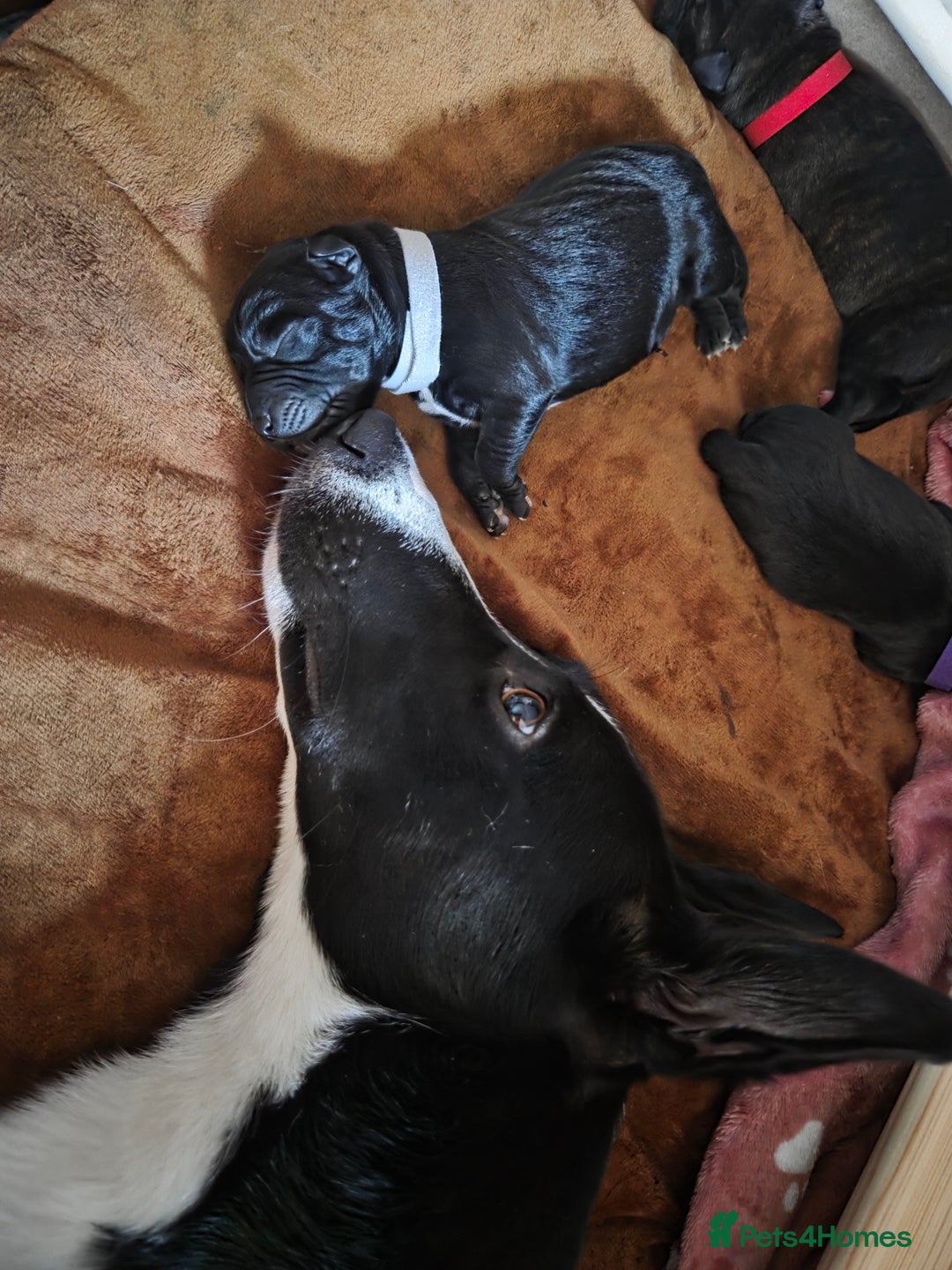 Mixed Breed dogs for sale: Beautiful Collie x K.C Staffy Pups  - Image 13