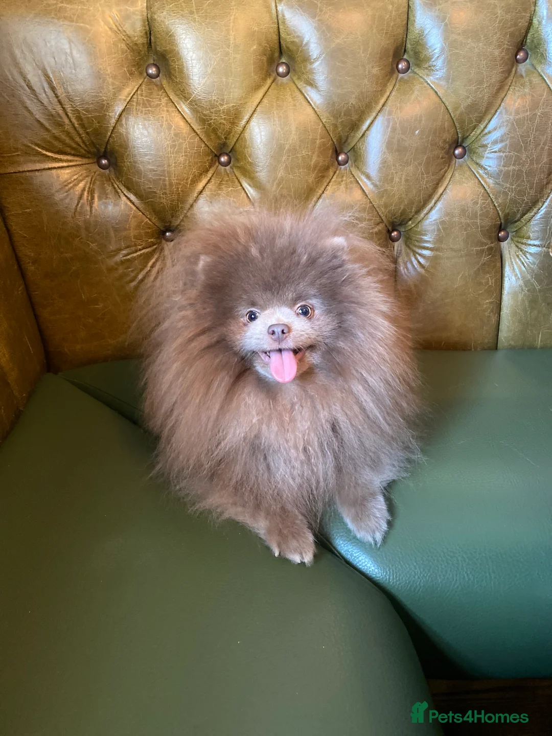 Pomeranian dogs for stud: 🏆 LOTS of champion lines, tiny teddy bear 🧸 in Leeds - Advert 5