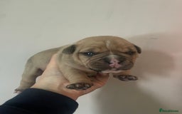 Olde English Bulldogge dogs for sale: 4 beautiful pups  - Advert 3