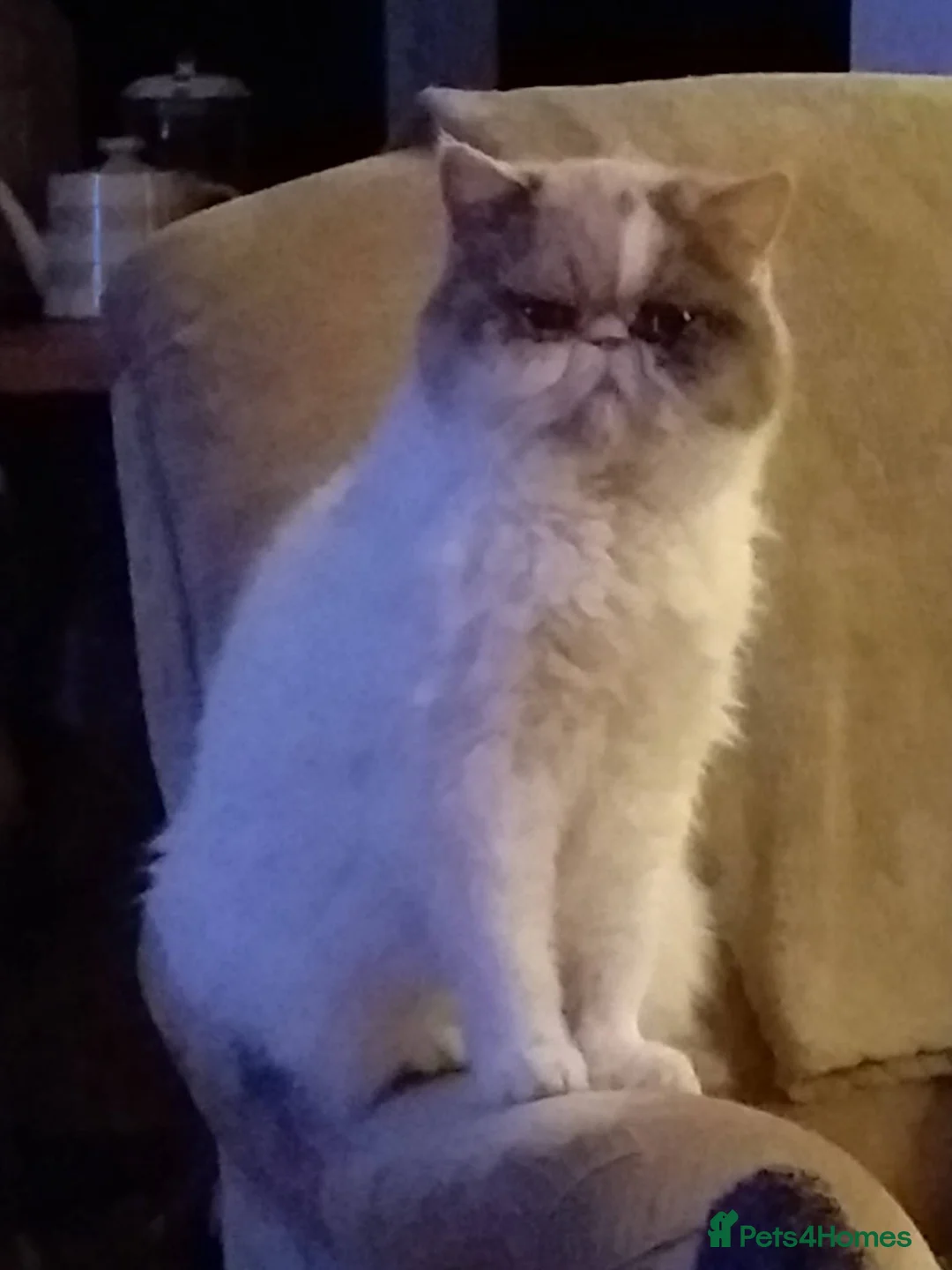 Exotic cats for sale: Beautiful Loving Exotic Female Pedegree - Advert 2