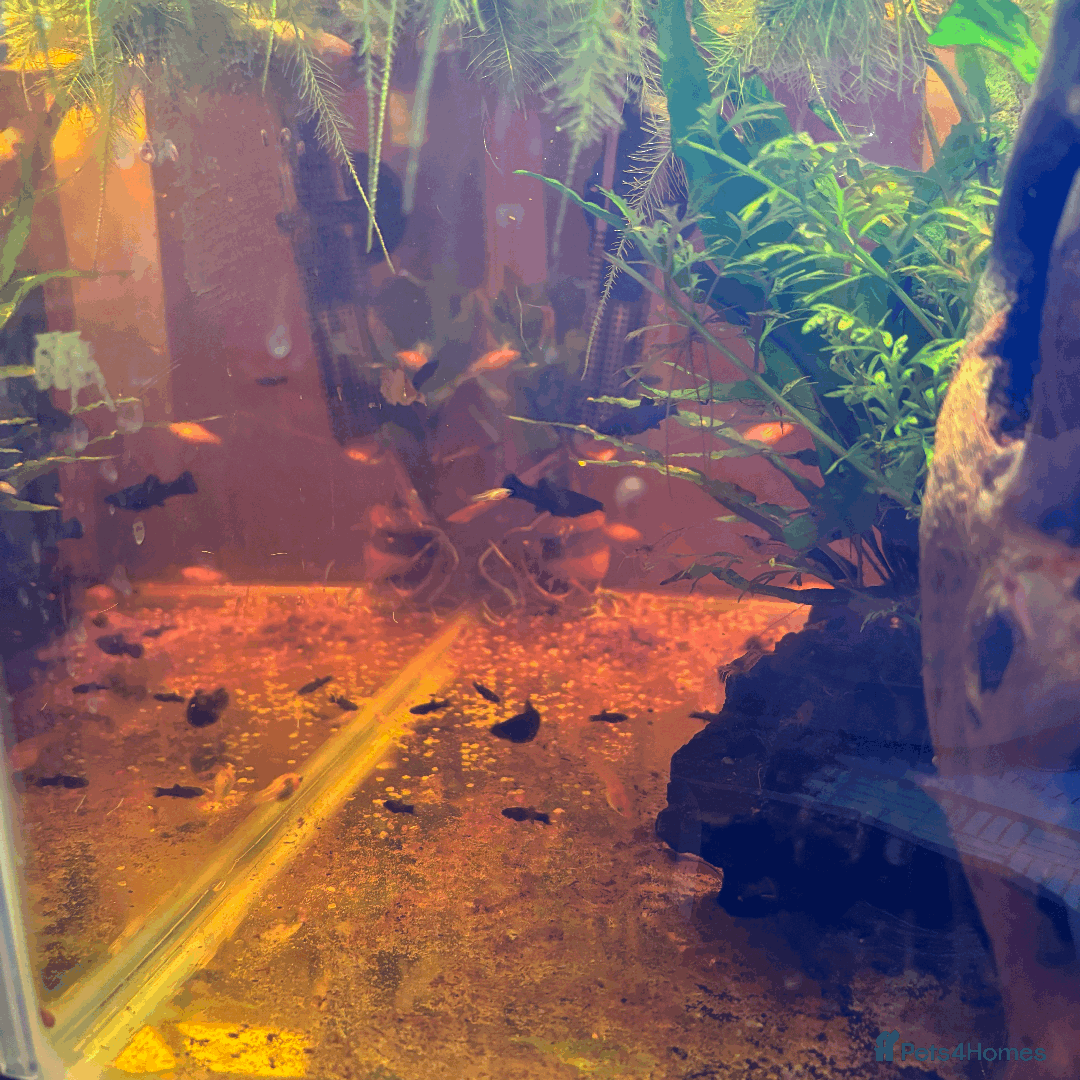 Mollies fish for sale: 🌟Mollies for sale🌟 £2 OR 6 FOR £10! - Image 3
