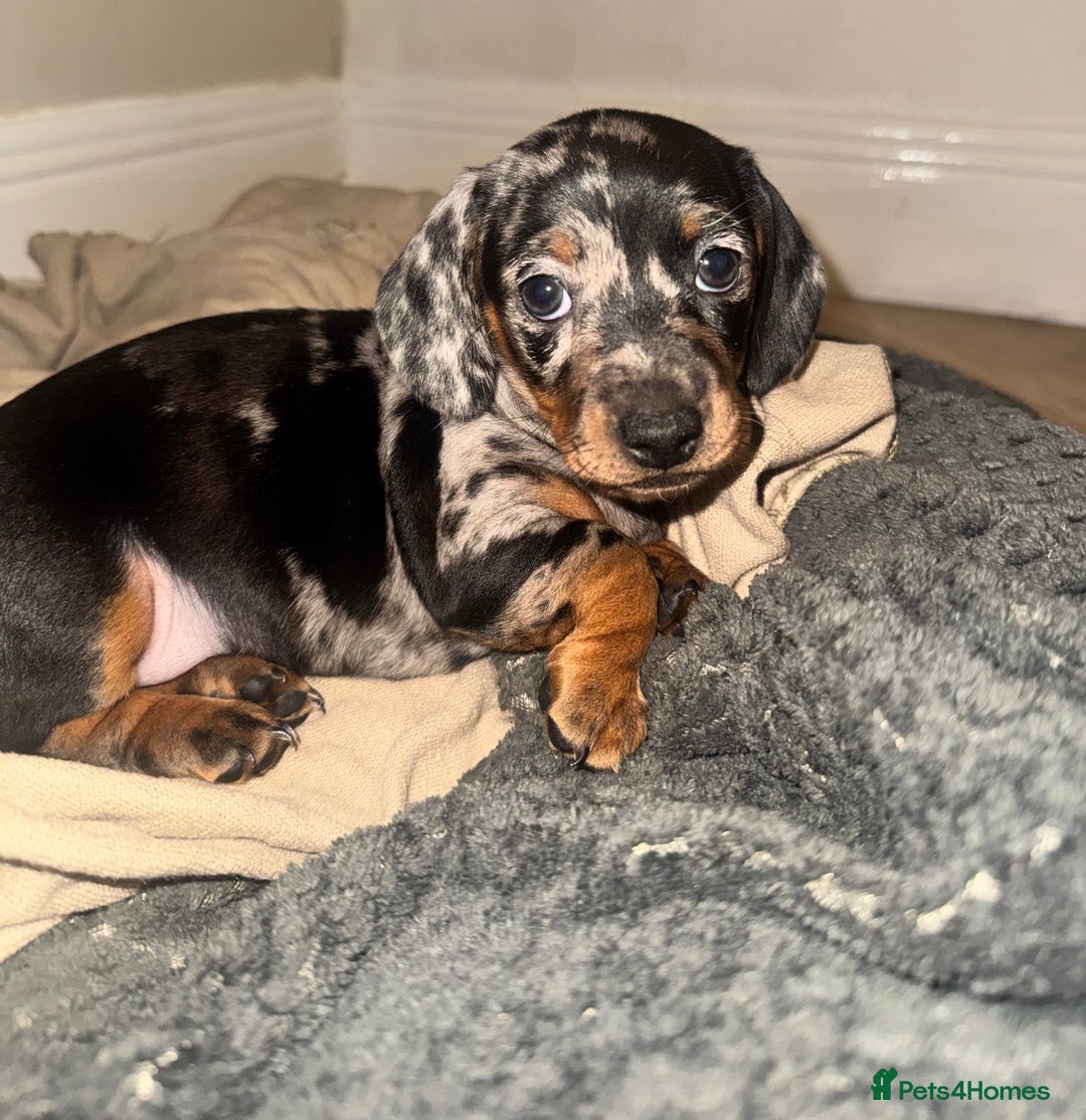 Dachshund dogs for sale: Miniature dapple dachshunds 5 puppies  - Advert 6
