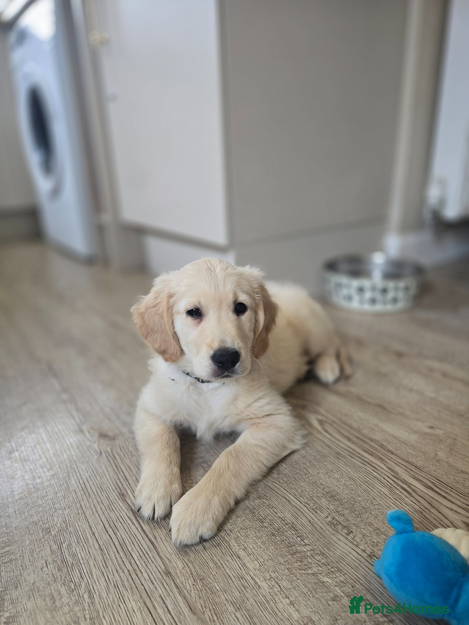 Golden Retriever dogs 2 gorgeous male puppies - Advert 1
