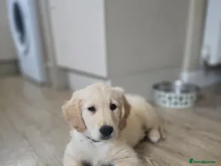 Golden Retriever dogs 2 gorgeous male puppies - Advert 1