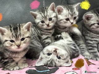 British Shorthair cats GCCF Reg BSH Silver Tabby & Spotted kittens - Advert 1