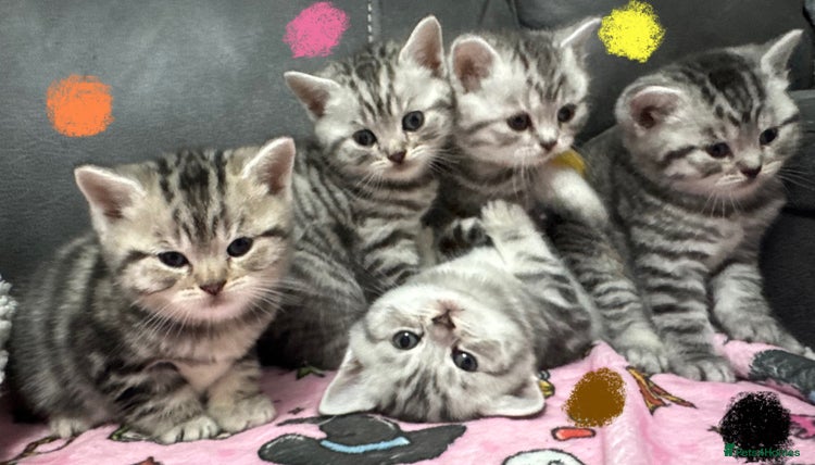 British Shorthair cats GCCF Reg BSH Silver Tabby & Spotted kittens - Advert 2