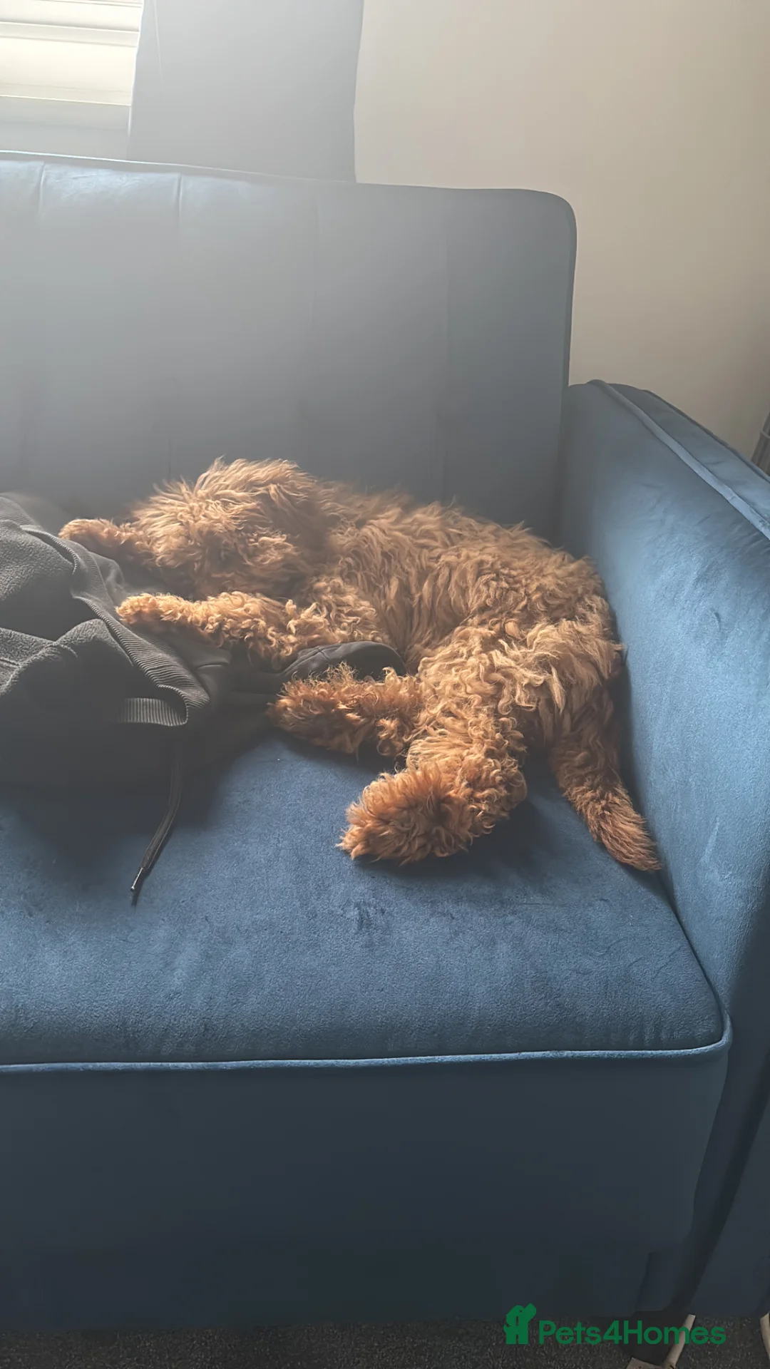 Cockapoo dogs for sale: Red Cockapoo puppy to rehome in Chorley - Advert 2