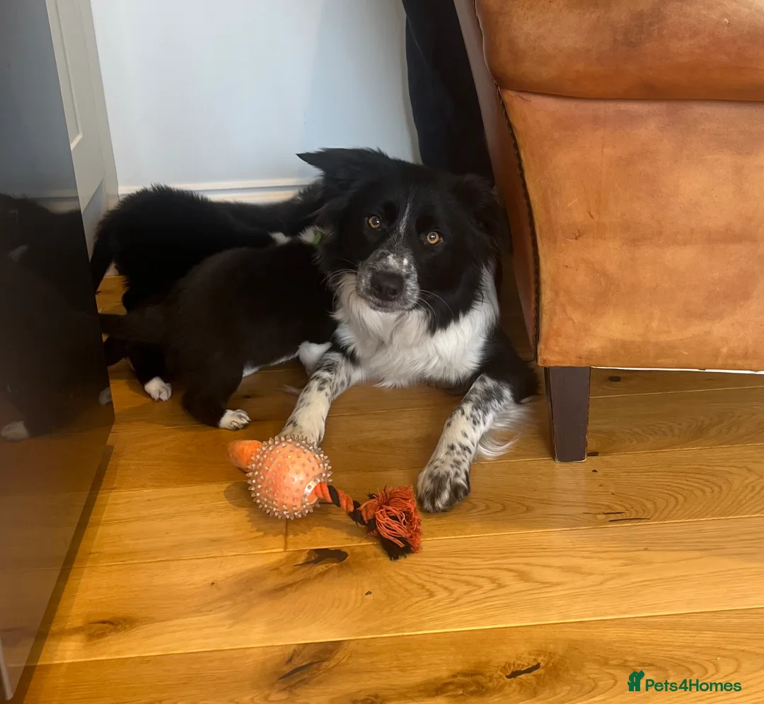 Border Collie dogs for sale: Border Collie Pups  - Advert 2