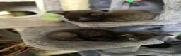 Mixed Breed cats for sale: Adorable kittens ready for there forever families  - Advert 33