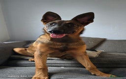 Belgian Shepherd Dog dogs for sale: This is luna - Image 1