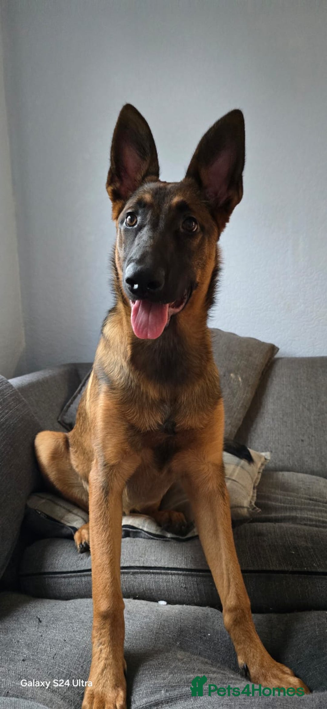 Belgian Shepherd Dog dogs for sale: This is luna - Image 1