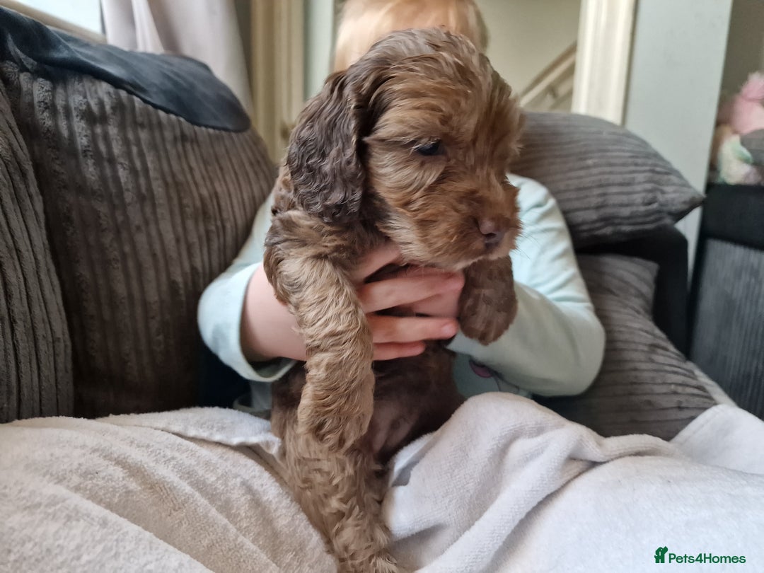 Cockapoo dogs for sale: red sable merle boy left 💜 - Image 30
