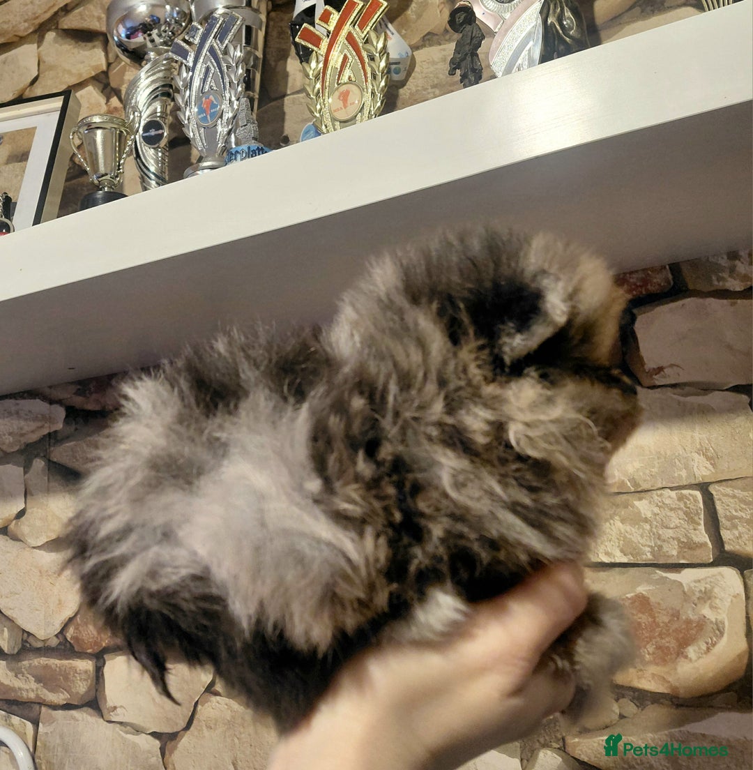 Pomeranian dogs for sale: Pomeranian puppies  - Advert 7