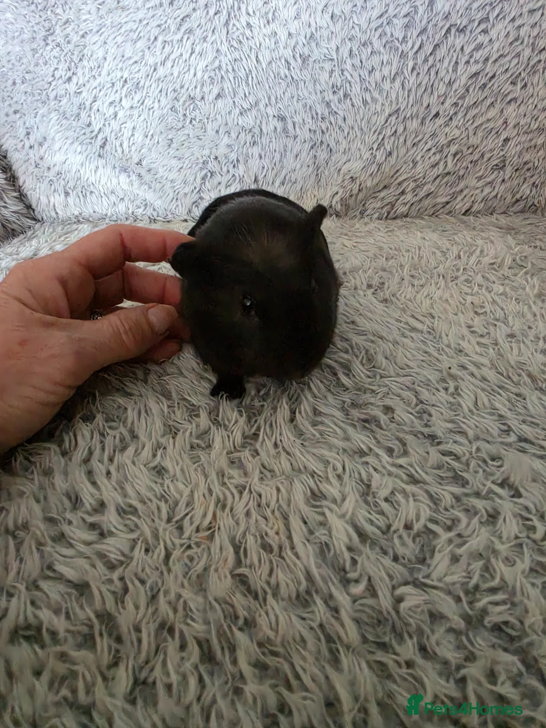 Guinea Pig rodents for sale: 2 bonded girls  - Advert 4