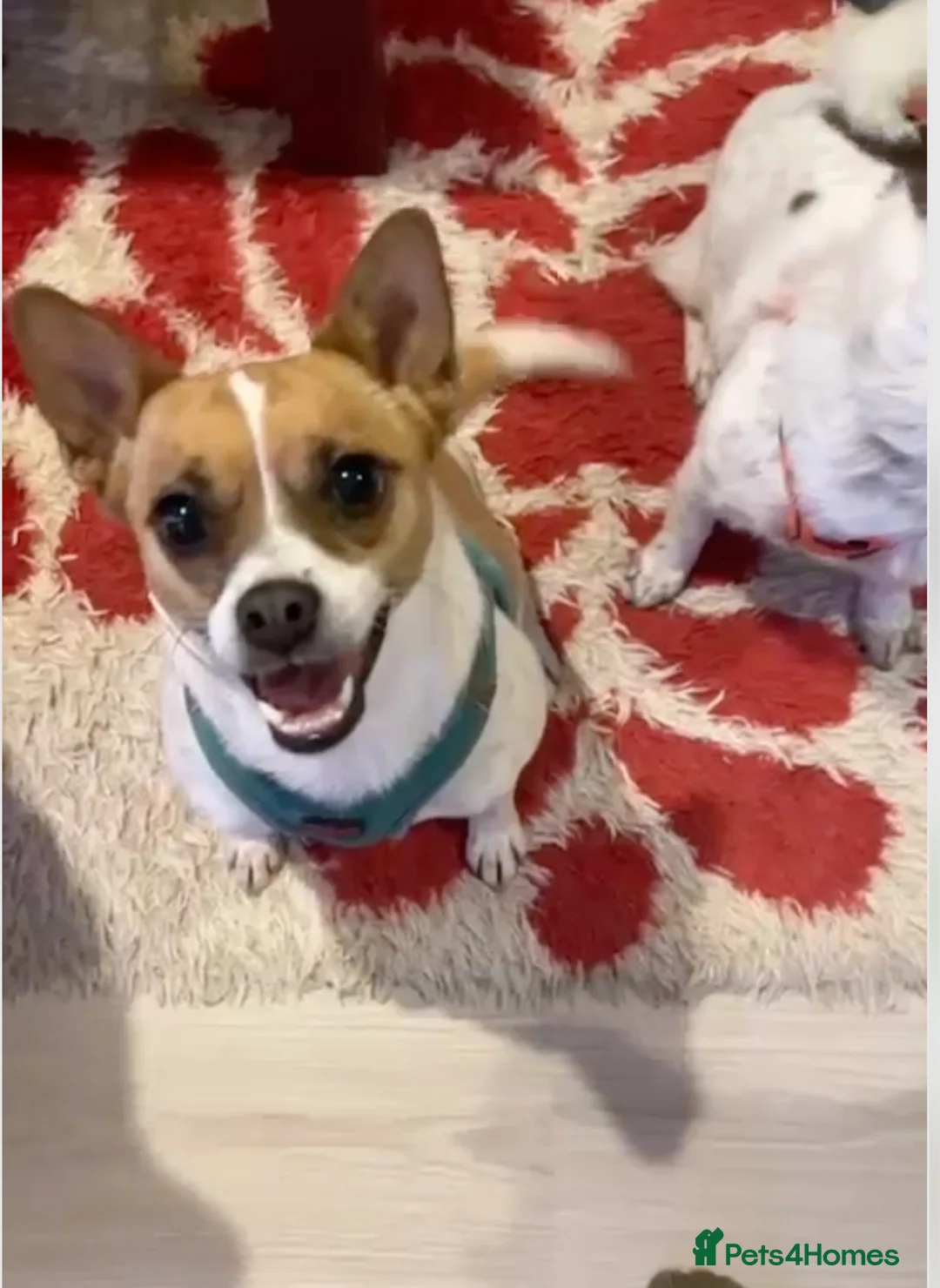 Miniature Pinscher dogs for adoption: Rescued Pinscher Girl is Ready to Adopt!  - Advert 1